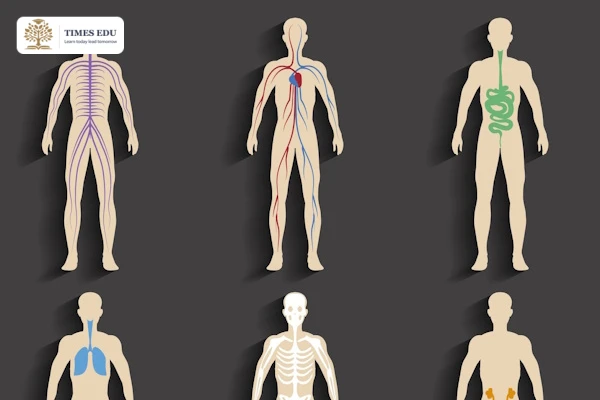 150+ Từ Vựng Tiếng Anh Về Cơ Thể Người: Body Parts A-Z + IPA 2026